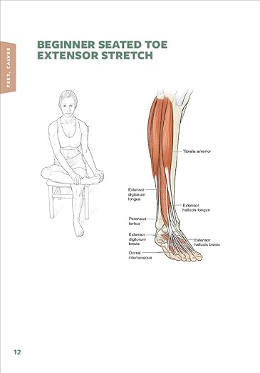 Stretching Anatomy Paperback – Illustrated, February 27, 2020 - Forever Consciousness
