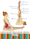 Yoga Anatomy Coloring Book for Intermediates: 50+ Incredibly Detailed Self - Test Intermediate Yoga Poses Color workbook | Perfect Gift for Yoga Instructors, Teachers & Enthusiasts Paperback – November 19, 2020 - Forever Consciousness