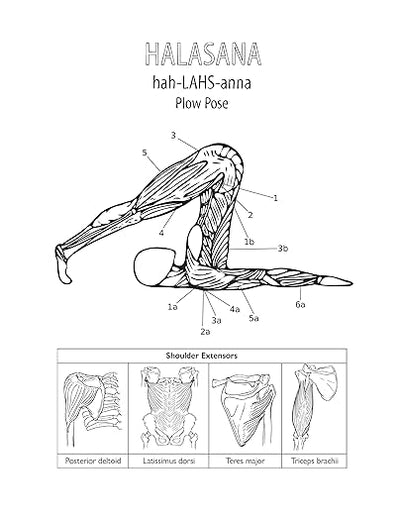 The Complete Yoga Anatomy Coloring Book Paperback – July 18, 2019 - Forever Consciousness