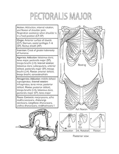 The Complete Yoga Anatomy Coloring Book Paperback – July 18, 2019 - Forever Consciousness